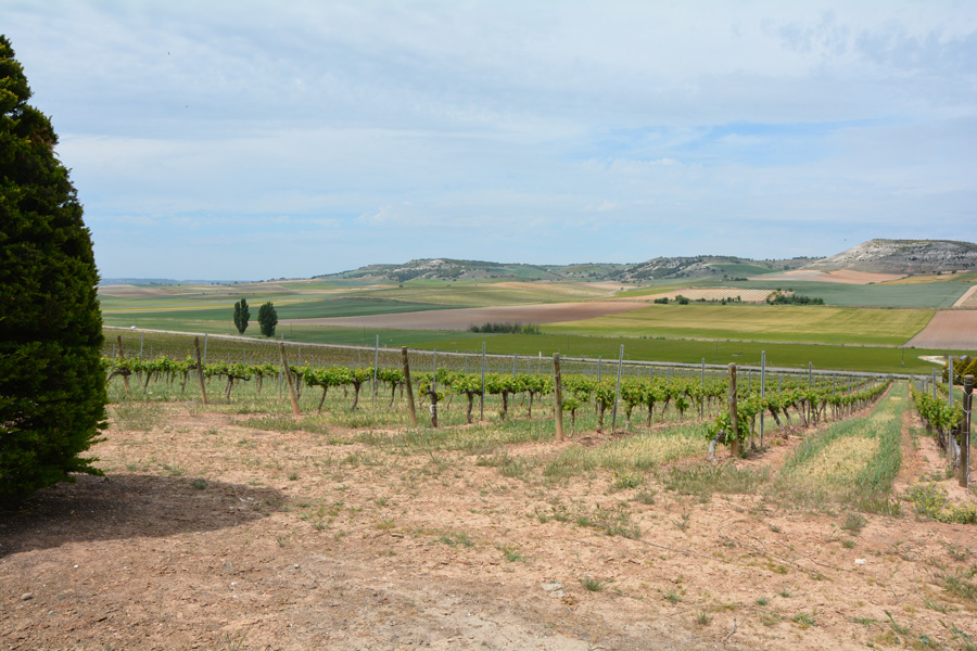 Marc's Vinothek | Weinreisen Ribera del Duero | Bild 6