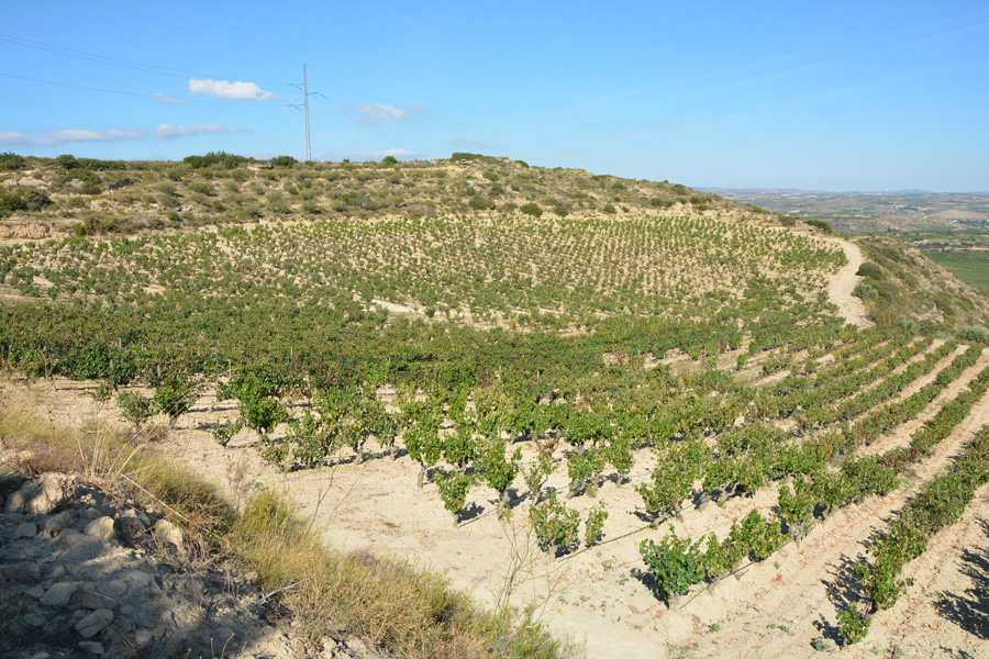 Marc's Vinothek | Weinreisen Rioja | Bild 5