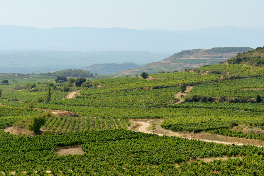 Marc's Vinothek | Marc Nagel | Unsere Weinbauern | Weinanbau Rioja